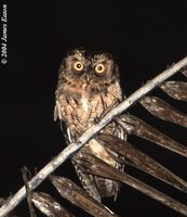 Sangihe Scops Owl - Otus collari