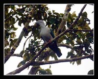 Island Imperial-Pigeon - Ducula pistrinaria