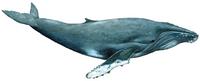 Buckelwal (Megaptera novaeangliae) Humpback whale