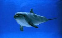 Bottlenose Dolphin - Tursiops truncatus