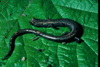 : Batrachoseps gabrieli; San Gabriel Mountain Slender Salamander