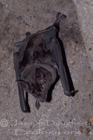 : Chrotopterus auritus; Big-eared Woolly Bat