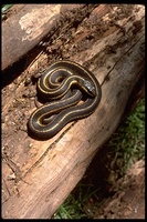: Thamnophis elegans terrestris; Coast Garter Snake