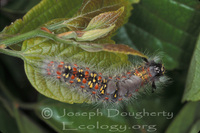 : Orgyia vetusta; Western Tussock Moth Caterpillar