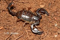 : Euscorpius sp.; Scorpion