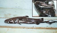 Centroscyllium fabricii, Black dogfish: fisheries