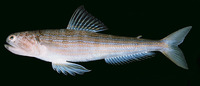 Trachinocephalus myops, Snakefish: fisheries