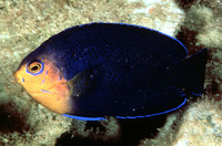 Centropyge argi, Cherubfish: aquarium