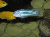 Melanochromis robustus, :