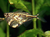 Carnegiella strigata, Marbled hatchetfish: aquarium