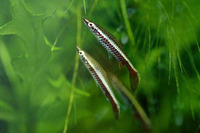 Nannostomus eques, Brown pencilfish: aquarium