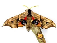 Smerinthus ocellata - Eyed Hawk-moth