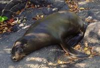 Image of: Arctocephalus galapagoensis (Galápagos fur seal)