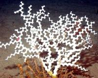 Madrepora oculata - Zigzag coral
