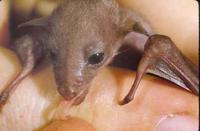 Image of: Macroglossus minimus (lesser long-tongued fruit bat)