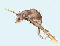 Image of: Micromys minutus (Eurasian harvest mouse)