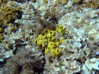 Aplysina aerophoba - Gold-sponge