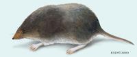 Image of: Sorex hoyi (pygmy shrew)