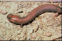 Image of: Phaeognathus hubrichti (red hills salamander)