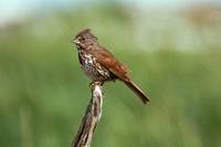 Passerella iliaca - Fox Sparrow