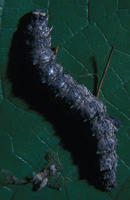 Image of: Noctuidae (cutworms, dagger moths, noctuid moths, owlet moths, and underwings)