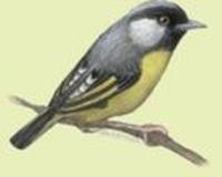 Image of: Alcippe chrysotis (golden-breasted fulvetta)