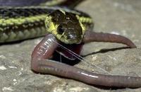 Image of: Thamnophis butleri (Butler's garter snake)