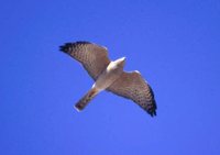Levant Sparrowhawk - Accipiter brevipes