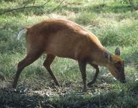 Barking Deer, Muntiacus Muntjak
