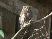 Pygmy-owl, Ferruginous