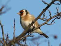 Goldfinch in the hedgerow at Venus Pool -