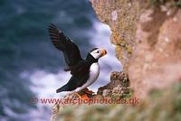 FT0176-00: Horned Puffin on a ledge with its wings extended. North Pacific Islands