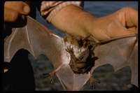 : Noctilio leporinus; Fisherman Bat