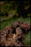 : Peromyscus maniculatus; Deer Mouse