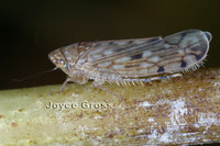 : Osbornellus decorus