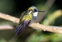 Photo of kolibřík Lampornis castaneoventris White throated Mountain gem colibrí