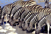 Zebra - Photo by Paul Stanbury