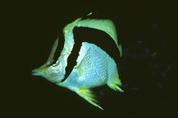 Prognathodes falcifer, Scythemarked butterflyfish: aquarium