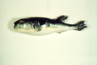 Takifugu rubripes, Japanese pufferfish: fisheries, aquaculture