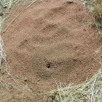 Image of: Formicidae (ants)