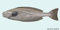 Image of: Icosteus aenigmaticus (ragfish)