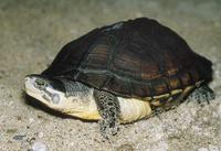 Mauremys annamensis - Annam Leaf Turtle