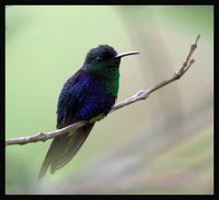 Violet-crowned Woodnymph - Thalurania colombica