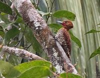 Cinnamon Woodpecker - Celeus loricatus