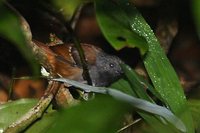 Southern Chestnut-tailed Antbird - Myrmeciza hemimelaena