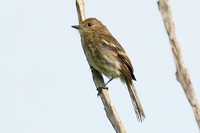 Bran-colored Flycatcher - Myiophobus fasciatus