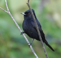 Velvety Black-Tyrant - Knipolegus nigerrimus