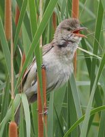 Oriental Reed-Warbler - Acrocephalus orientalis