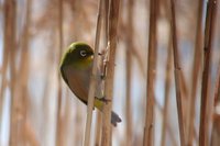 Japanese White-eye - Zosterops japonicus