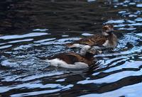 Long-Tailed Duck Pair